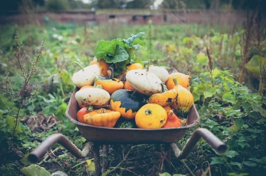 Grow Your Own Organic Vegetable Garden
