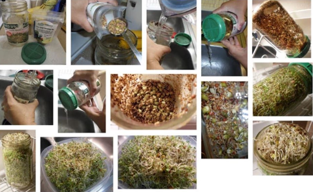 Amazing Sprouts