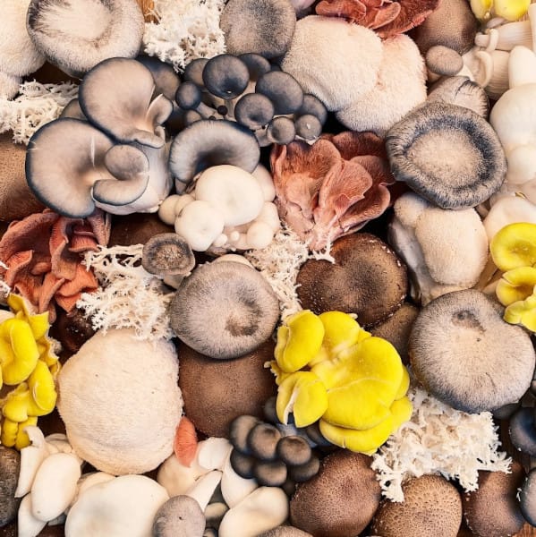 Adaptogen Marvels