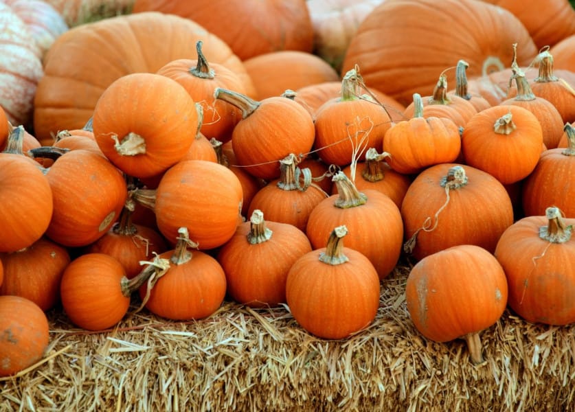 Embracing the Pumpkin