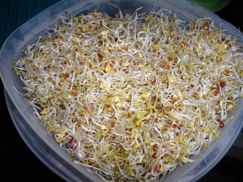 Amazing Sprouts
